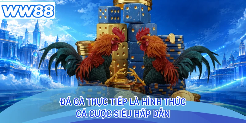 Đá gà trực tiếp là hình thức cá cược siêu hấp dẫn
