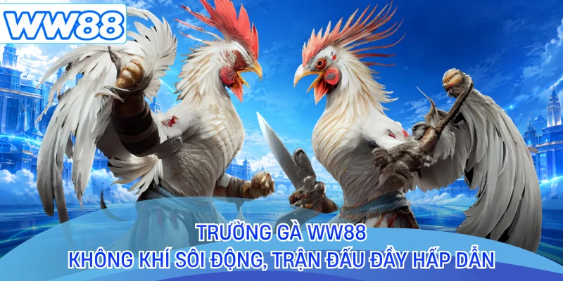 Trường Gà WW88 - Không Khí Sôi Động, Trận Đấu Đầy Hấp Dẫn